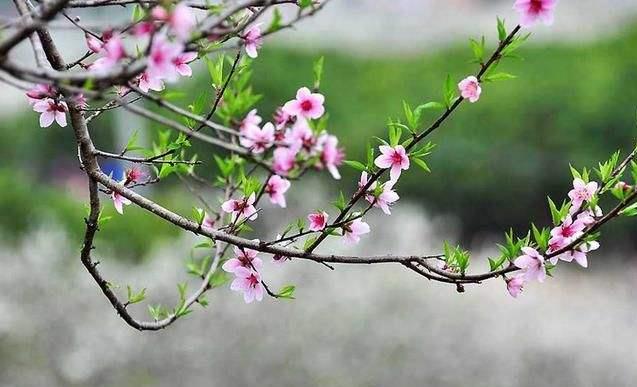 四川省成人高考参加考试后几月份入学?(图1) 四川省成人高考参加考试后几月份入学?